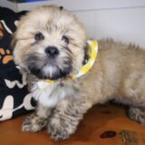 Spot Lhasa apso 02