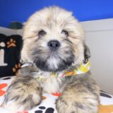 Spot Lhasa apso 04