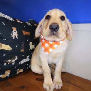 Squeaky Labrador Retriever 01