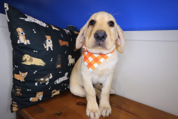 Squeaky Labrador Retriever 01