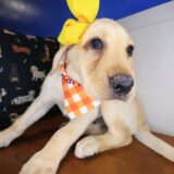 Squeaky Labrador Retriever 02