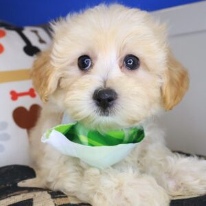 Squiggle Maltipoo 01 Squiggle Maltipoo 01