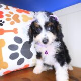 Starlight Bernedoodle 01