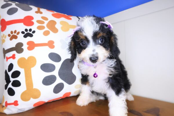 Starlight Bernedoodle 01