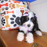 Starlight Bernedoodle 02