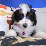 Starlight Bernedoodle 03