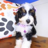 Starlight Bernedoodle 04