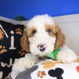 Stevie Goldendoodle 01