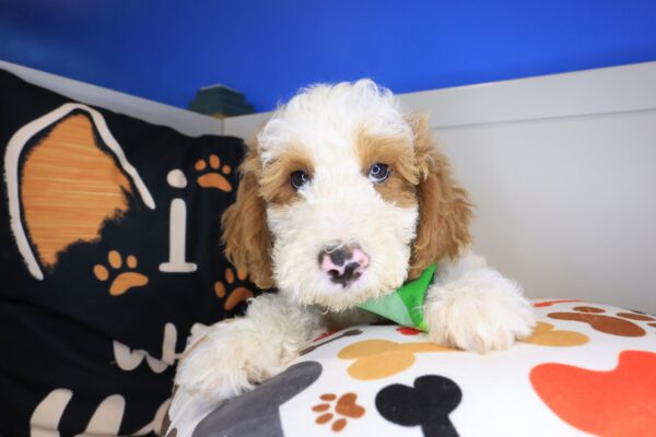 Stevie Goldendoodle 01