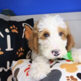 Stevie Goldendoodle 03