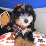 Sunflower Bernedoodle 01