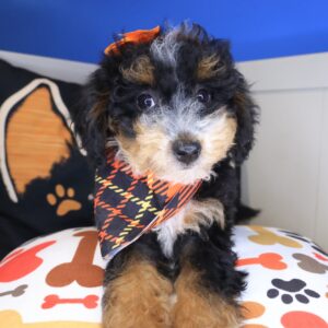 Sunflower Bernedoodle 01 Sunflower Bernedoodle 01