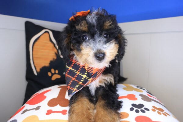Sunflower Bernedoodle 01