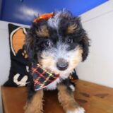 Sunflower Bernedoodle 03