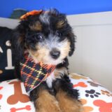 Sunflower Bernedoodle 04