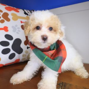 Taco Maltipoo 01 Taco Maltipoo 01