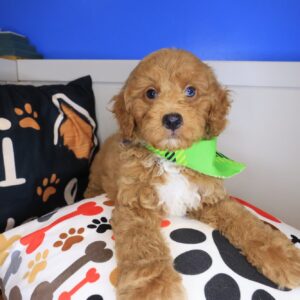 Taka Goldendoodle 01 Taka Goldendoodle 01