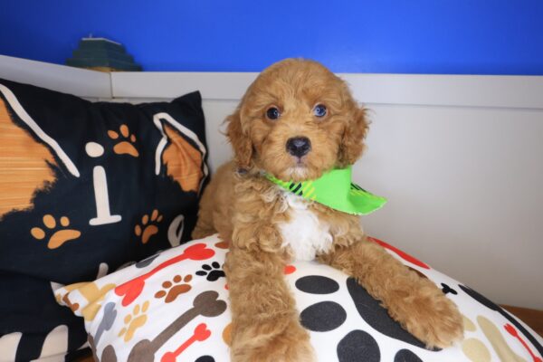 Taka Goldendoodle 01
