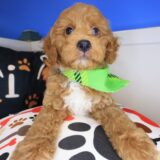 Taka Goldendoodle 02