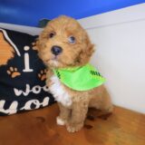 Taka Goldendoodle 03