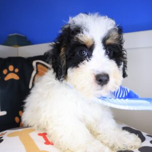 Thoreau Bernedoodle 01 Thoreau Bernedoodle 01