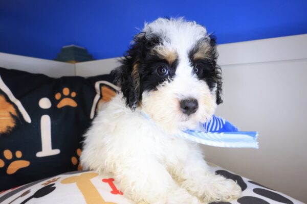 Thoreau Bernedoodle 01
