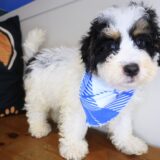 Thoreau Bernedoodle 02