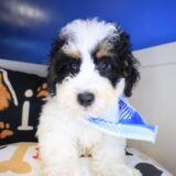 Thoreau Bernedoodle 03
