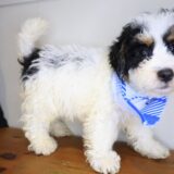 Thoreau Bernedoodle 04