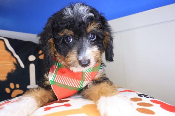 Tickle Bernedoodle 01