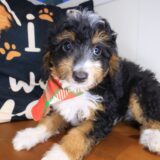 Tickle Bernedoodle 03