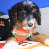 Tickle Bernedoodle 04