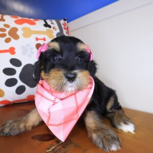 Twinkle Bernedoodle 01 Twinkle Bernedoodle 01