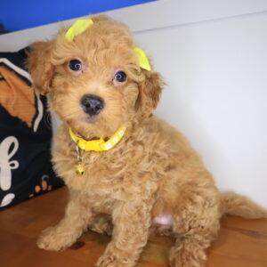 Twinkle Goldendoodle 01 Twinkle Goldendoodle 01