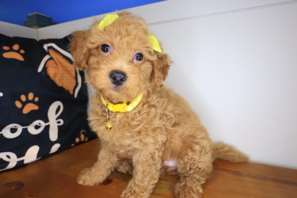 Twinkle Goldendoodle 01