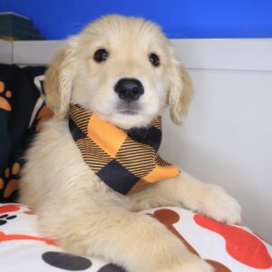 Twix Golden Retriever 01 Twix Golden Retriever 01