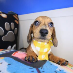 Valentine Dachshund 01