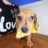 Valentine Dachshund 02