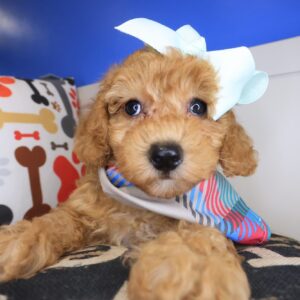 Vesper Poodle 01 Vesper Poodle 01