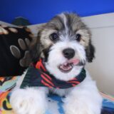 Waffles Teddy Bear 01