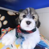 Waffles Teddy Bear 03
