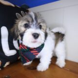 Waffles Teddy Bear 04