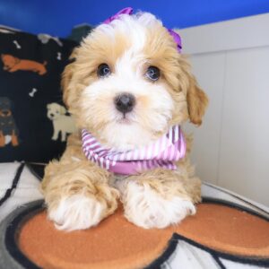 Winnie Shihpoo 01