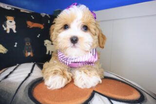 Winnie Shihpoo 01