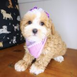 Winnie Shihpoo 02