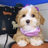 Winnie Shihpoo 03