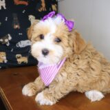 Winnie Shihpoo 04