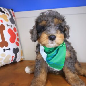 Winslow Bernedoodle 01 Winslow Bernedoodle 01