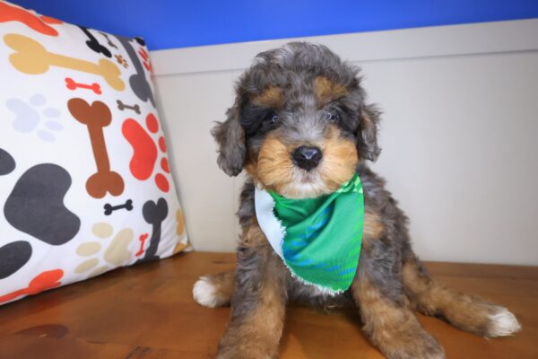 Winslow Bernedoodle 01