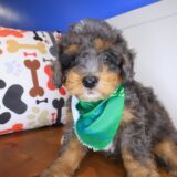 Winslow Bernedoodle 03